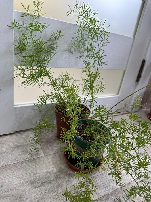 Продаются  цветы