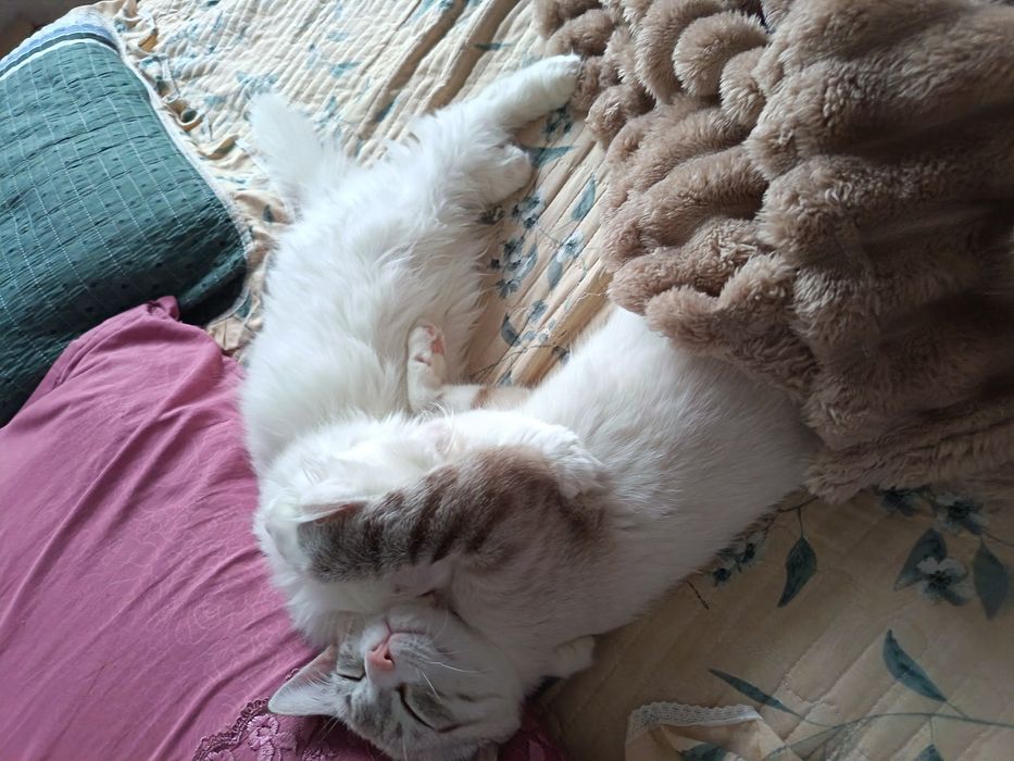 Кот хейланд фолд
