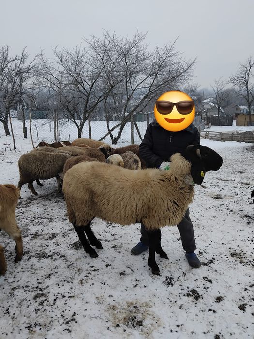 Berbec 2 ani sarbesc