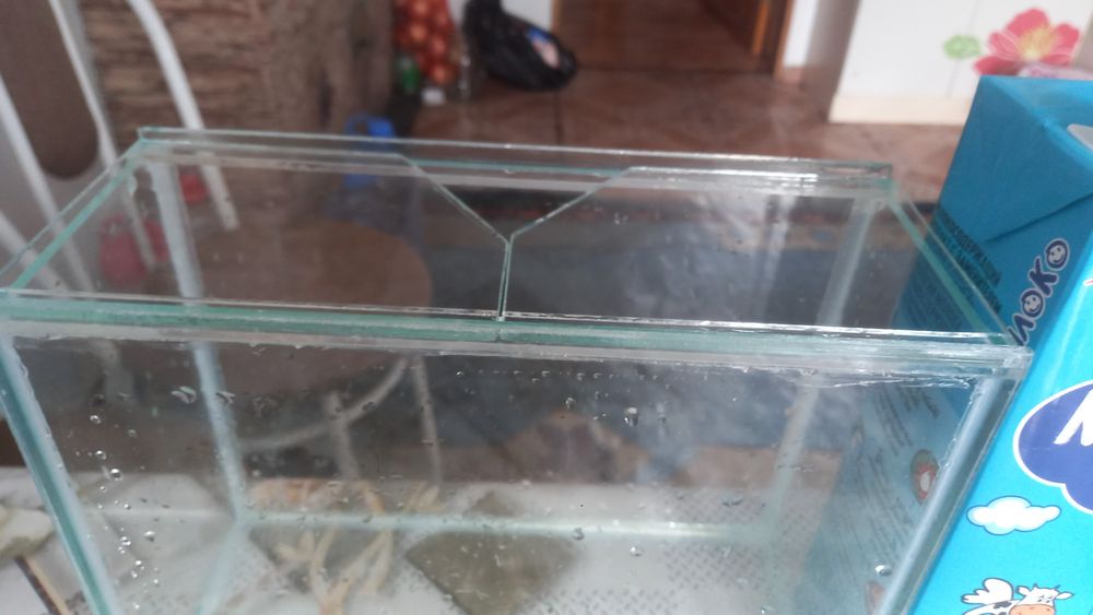 Рыбки аквариумные