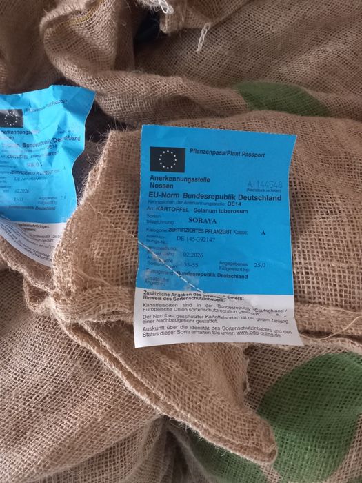 картофи сорт Сорая