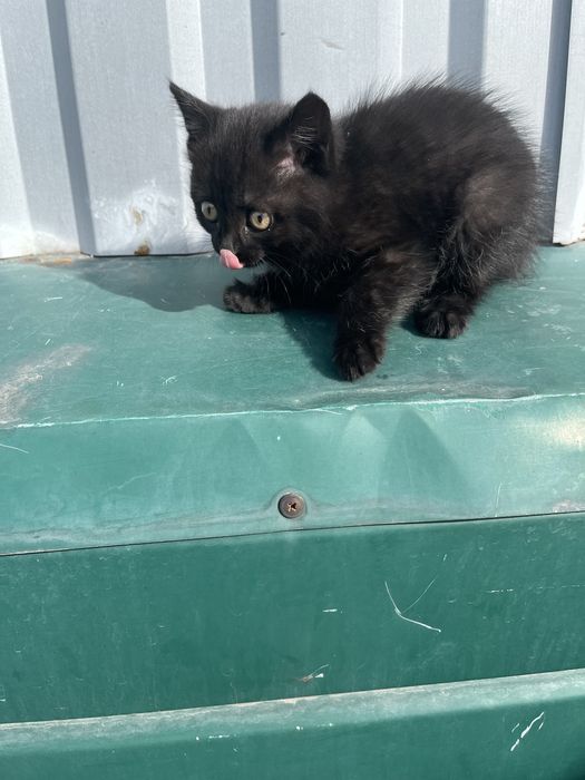 Черная кошка , қара ұрғашы мысық