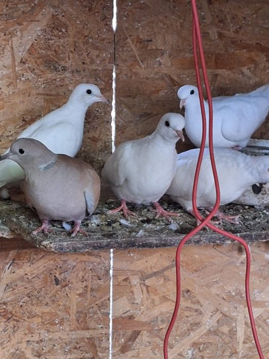 Turturelelor rozătoare albe tineret