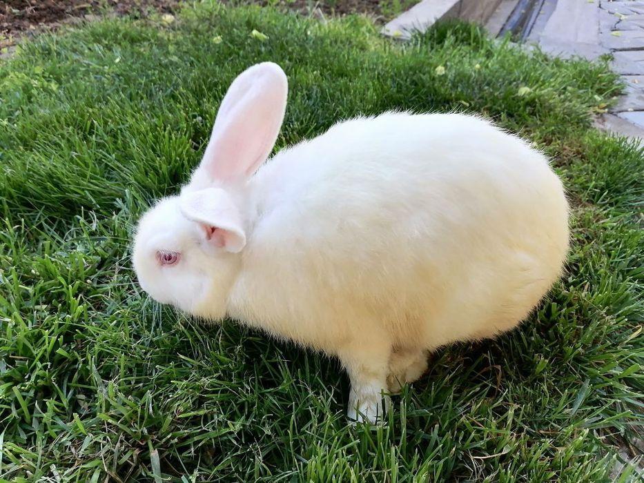 Sames quyon sotiladi