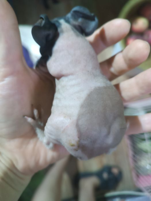 Продам скини голая свинка