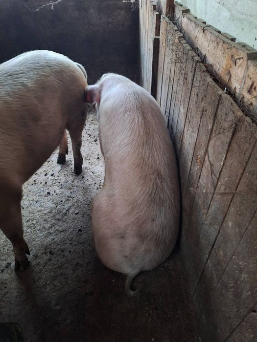 Продавам прасе .