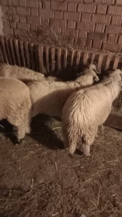 Vând berbecuți și mielute