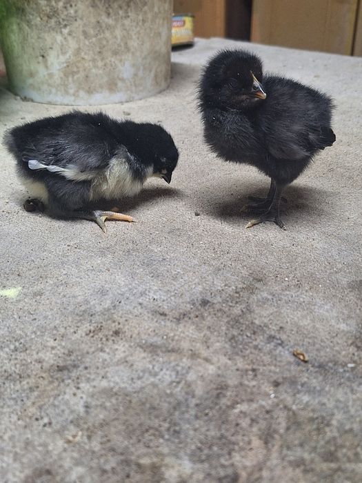 Австролп балапандары сатылады.