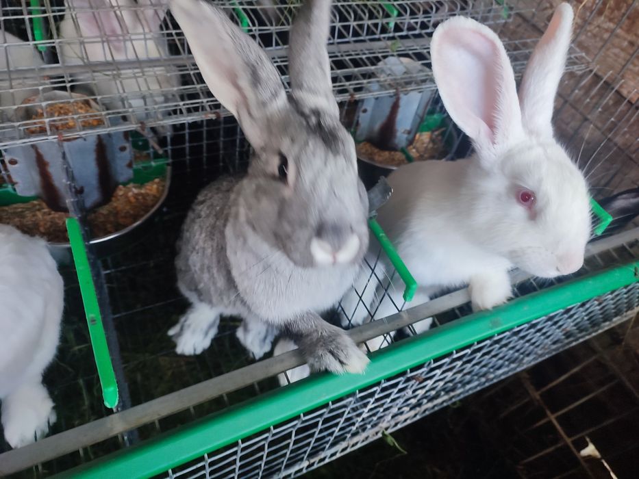 Vând iepuri diferite vârste