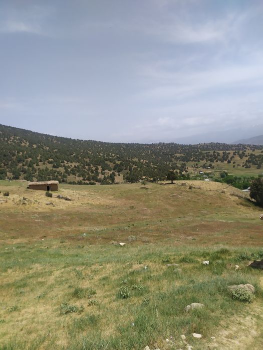 Omonat quy mollarga qaraymiz