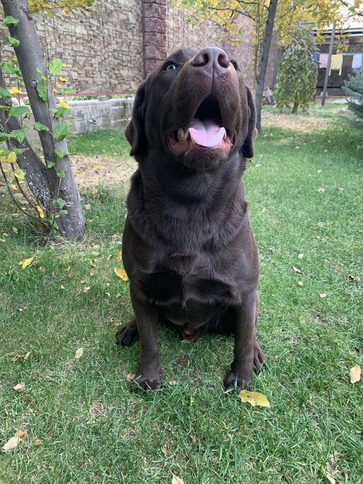 Вязка Лабрадор Ретривер кобель