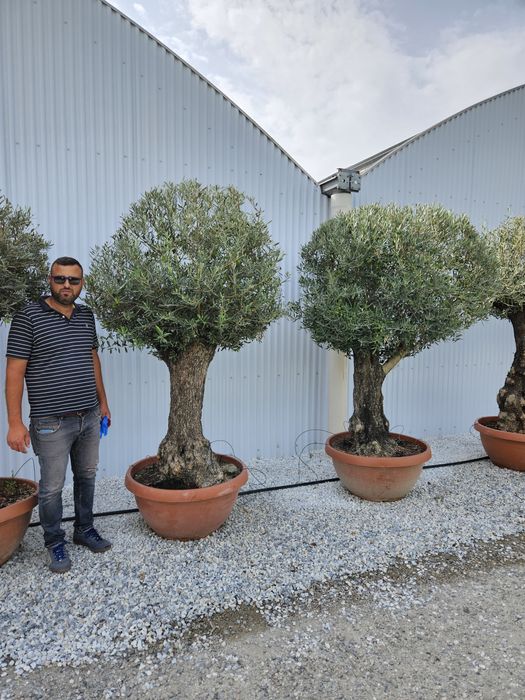 Măslini seculari calitate extra