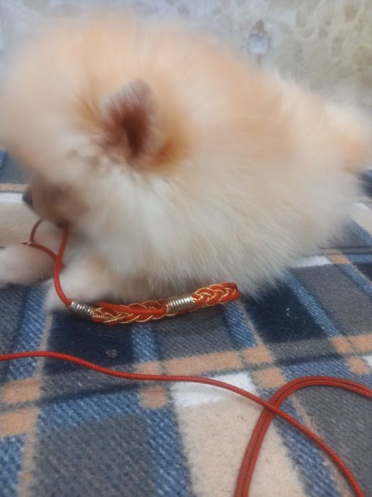 Щенки цверг шпица, мальчик и девочка