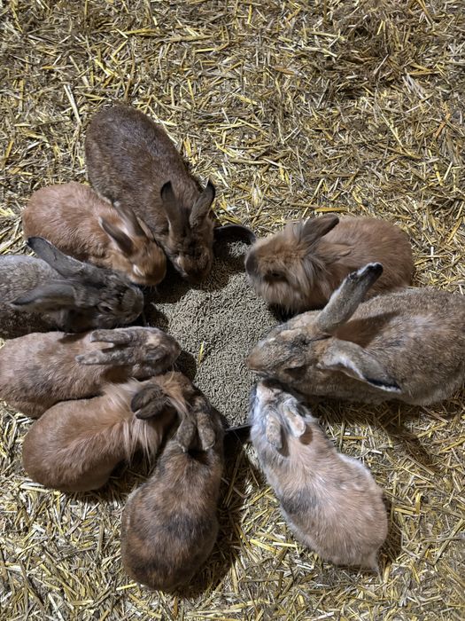 Iepuri masculi si femele