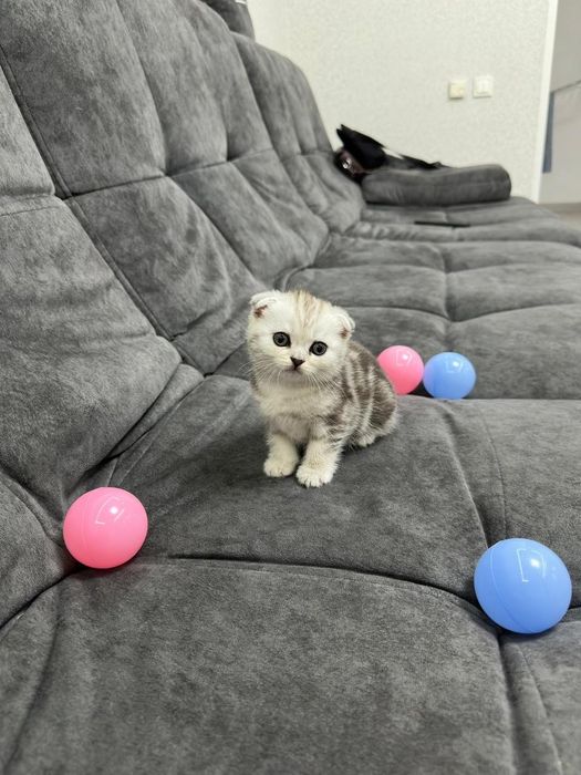 Продаю шикарных котят.