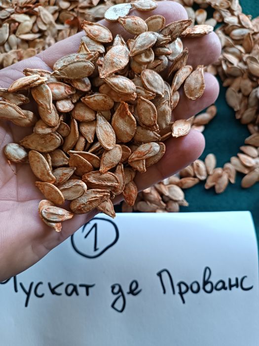 Продавам тиквени семки за сеене