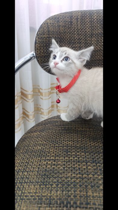 Тайская кошечка сиамская