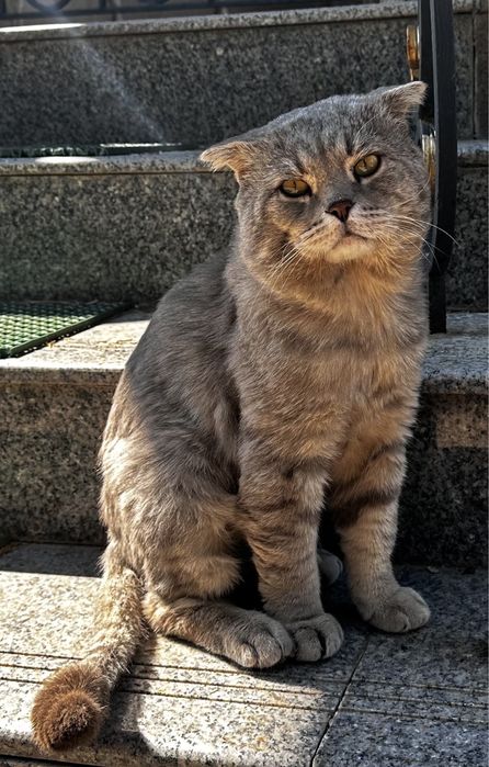 Пропал серый кот! РОЗЫСК!