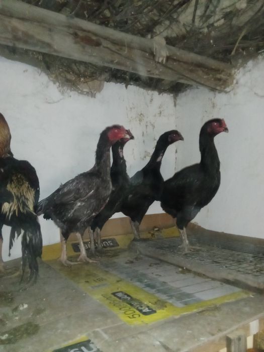 Дакан тауыктар сатылады