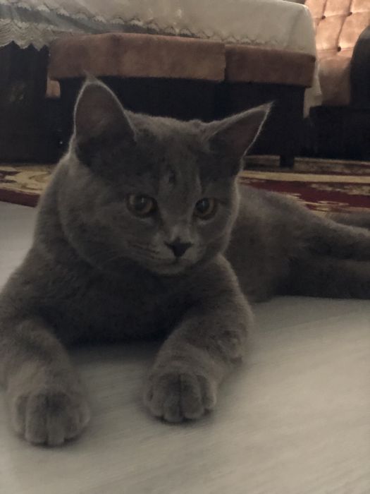 Британский короткошёрстную