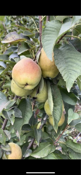 Pomi fructiferi columnari / pomi pitici