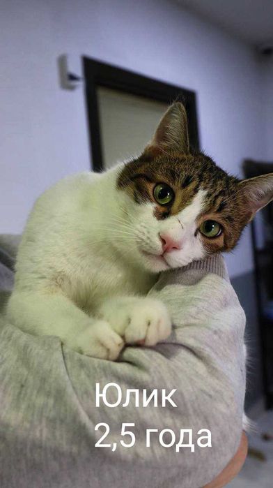 Кошечки и котики в добрые и надёжные руки