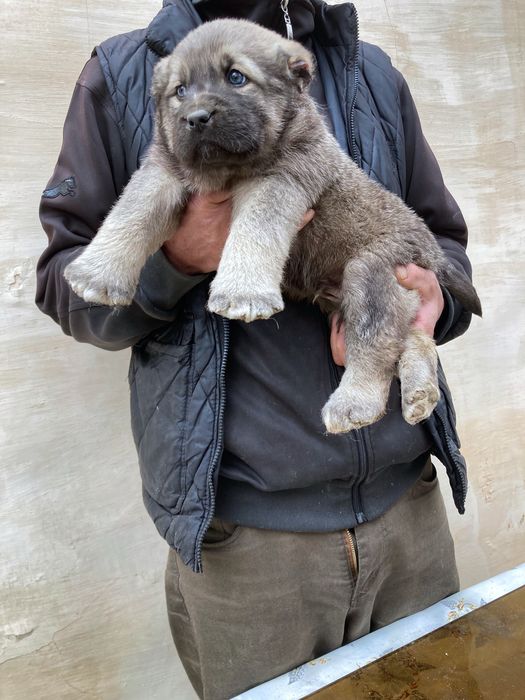 Щенок Кангала Чистокровный