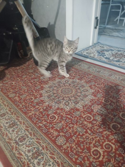 Продается шотландски котенок