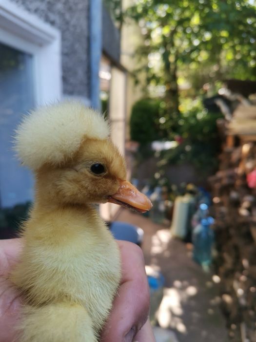 Фазани, токачета, качулати юрдечета