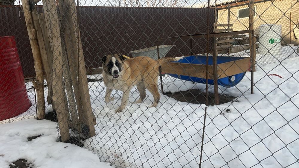 Собака шенок алабай ит күшік сатам