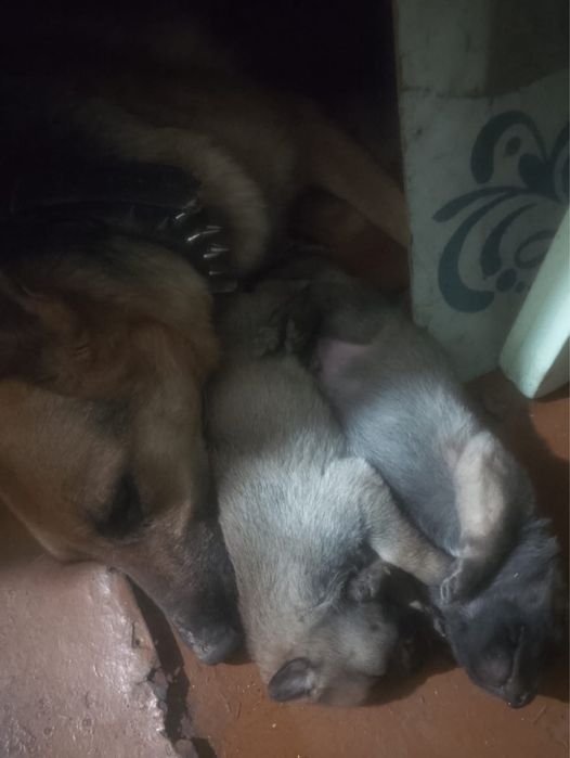 Продам месячных щенков