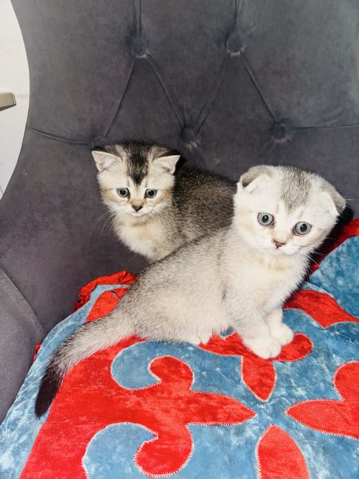 Вислоухий котята