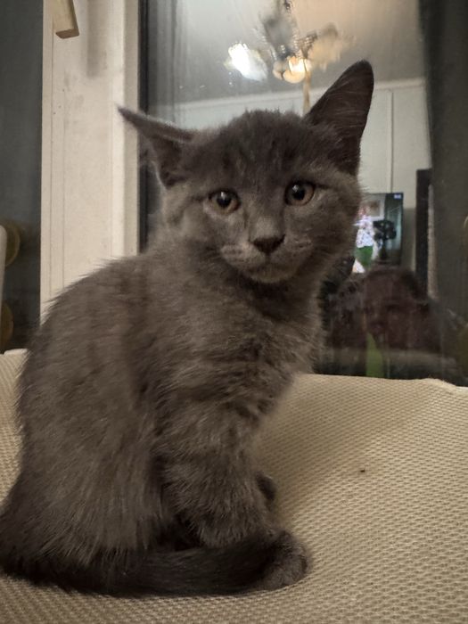 Котята 2 месяца малышам