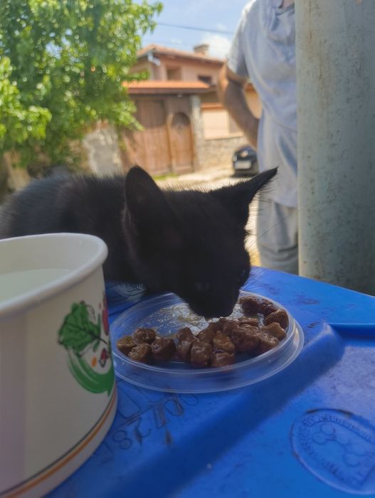 Черно мъжко коте
