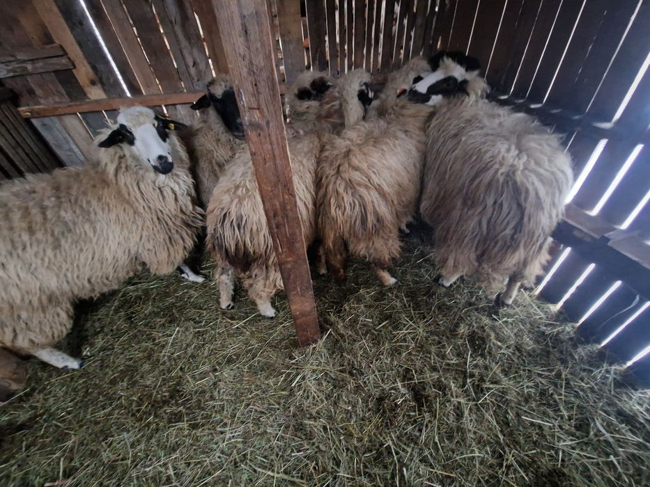 Vand oi la a doua fatare