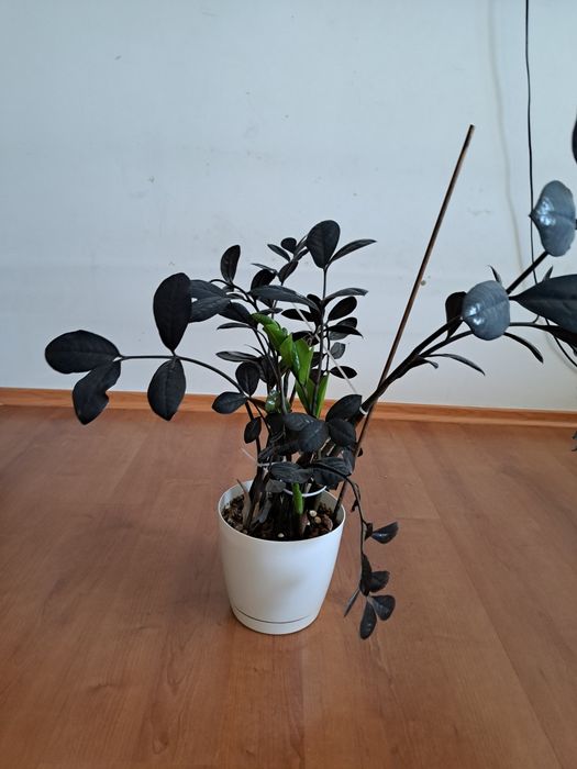 Цветы. комнатные