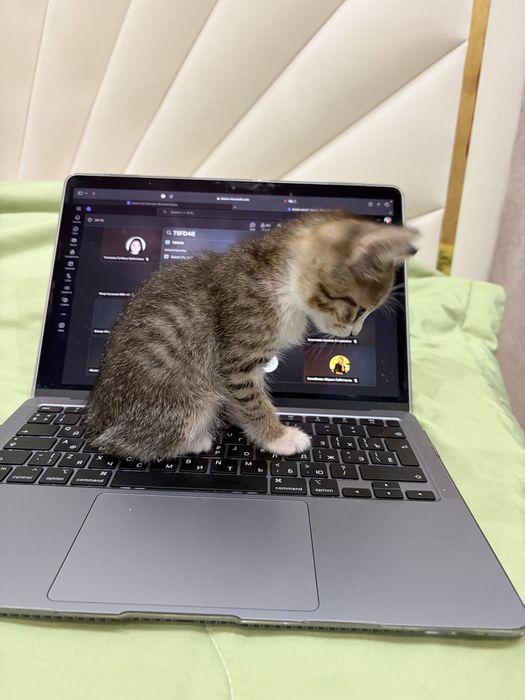 Котенок девочка бесплатно