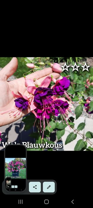 Продам цветы фуксии