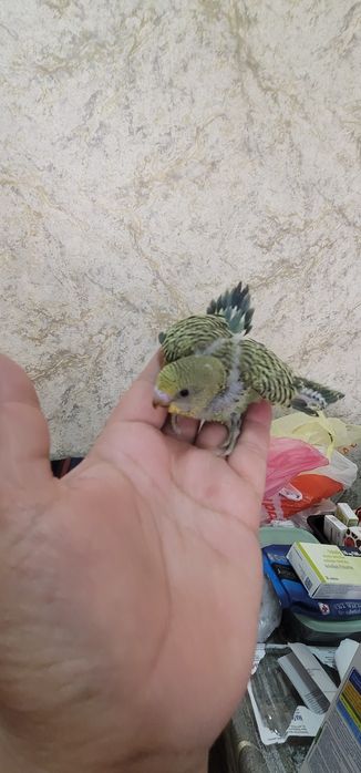 Продам валнистый папугай