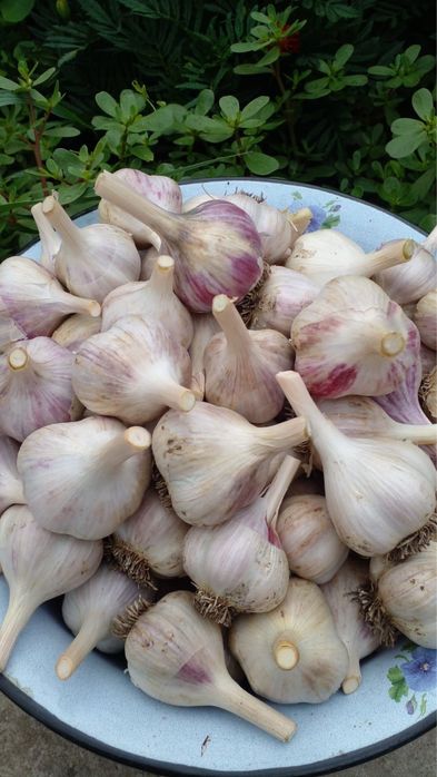 Продам домашний чеснок