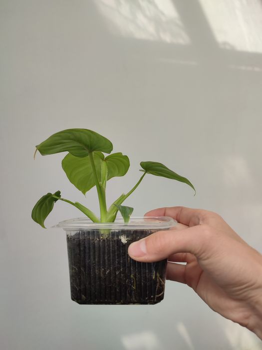 Филодендрон мамэй