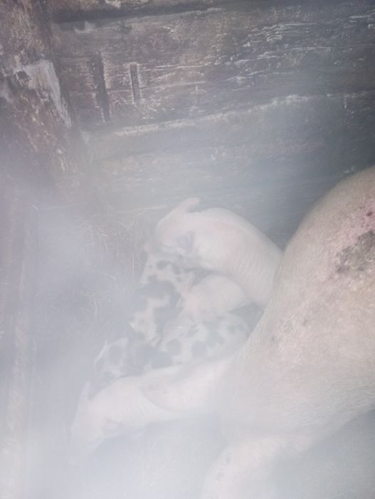 Продам поросят !