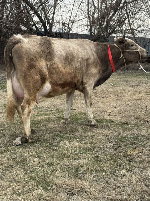 Алатау Суттi сиыр