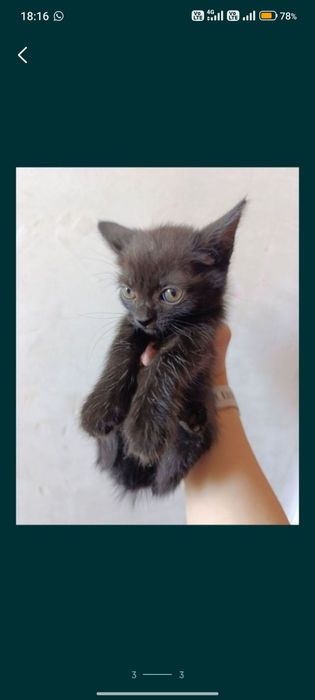 Отдам котят в добрые руки