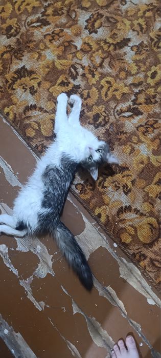 Котенок в добрые руки