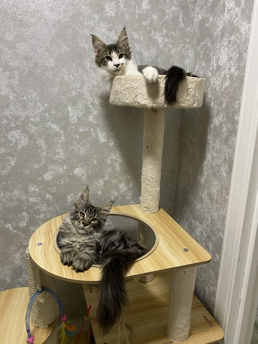 Котята мейн кун в Астане