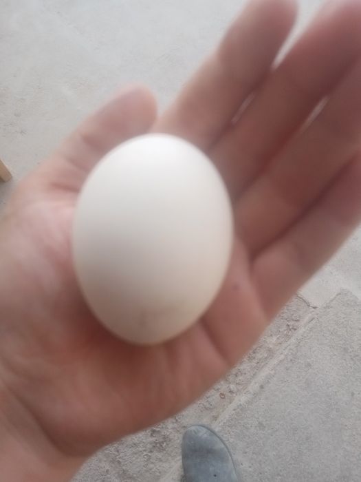 Katta brama tovuq tuxumlari