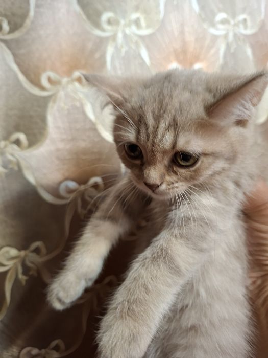Котята шотландцы