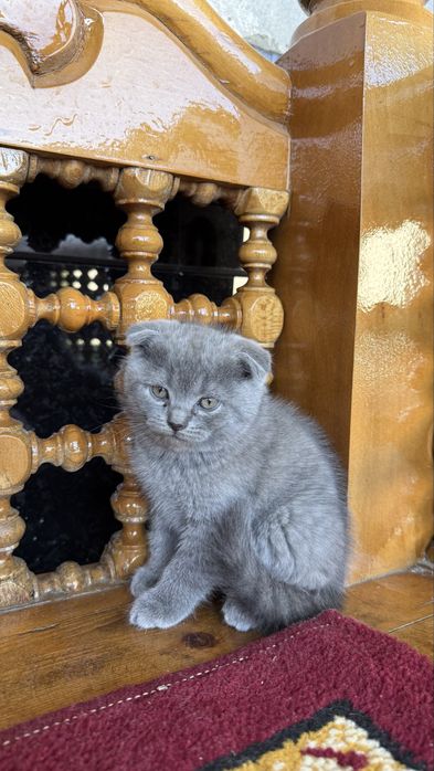Британские кошки