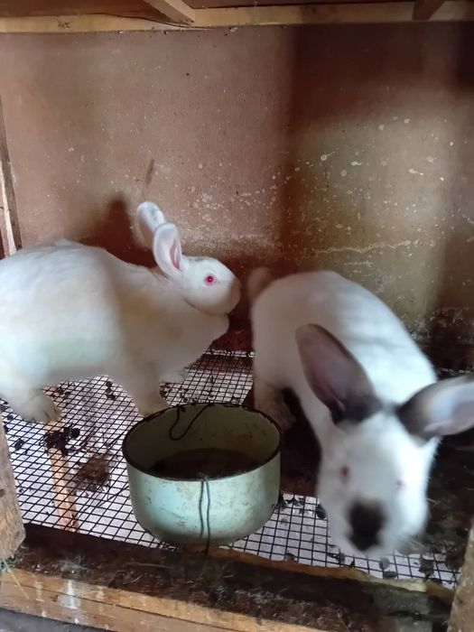 Kалифорнийски и новозеландски зайци - цика